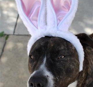 Happy Easter